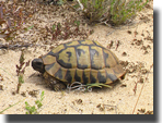 Testudo hermanni